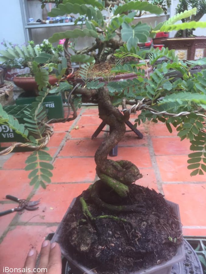 Gl me mini để bàn 600k thu hộ bao phí