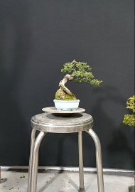 Linh Sam ghép 86, 550k cả chậu tàu