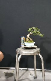 Linh Sam ghép 86, 550k cả chậu tàu