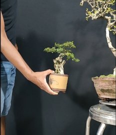 Linh Sam mini lũa rin, ghép 86, 450k cả chậu tàu