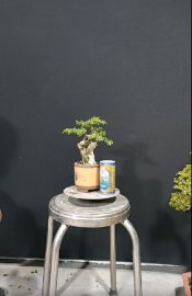 Linh Sam mini lũa rin, ghép 86, 450k cả chậu tàu