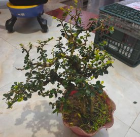 Sam núi vườn cộng đồng