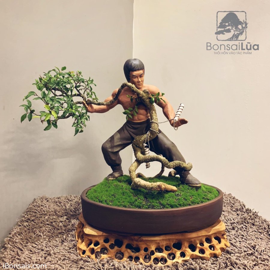 Chủng: Cây Hồng Ngọc Mai
