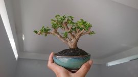 Cặp đôi Sam Hương dáng thiên nhiên...
