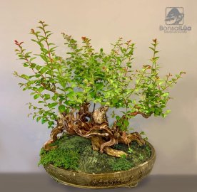 Tác phẩm: TƯỜNG VI HUYẾT HOA