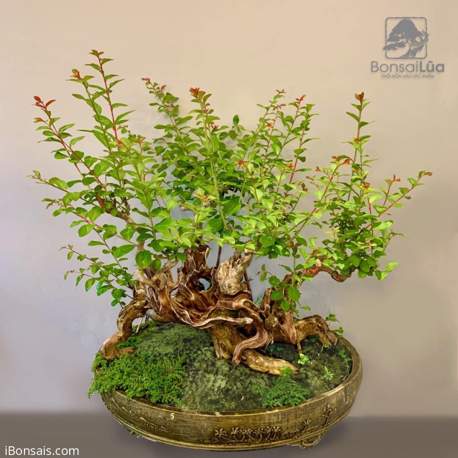 Tác phẩm: TƯỜNG VI HUYẾT HOA