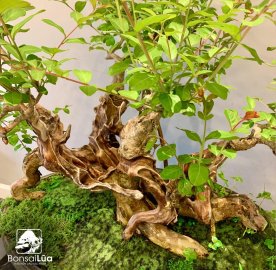 Tác phẩm: TƯỜNG VI HUYẾT HOA