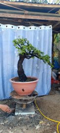 Cẩm thị sống khoẻ
