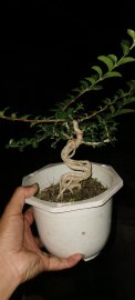E nhận nuôi cây rút chậu khi chốt cây và nhận ký gửi nuôi dưỡng