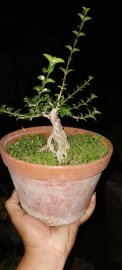 E nhận nuôi cây rút chậu khi chốt cây và nhận ký gửi nuôi dưỡng