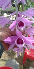 Hoa lan vườn nhà