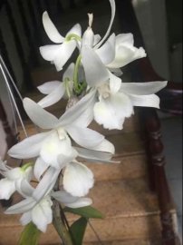 Hoa lan vườn nhà
