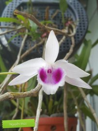 Hoa lan vườn nhà