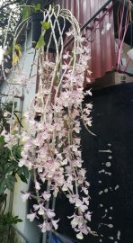 Hoa lan vườn nhà
