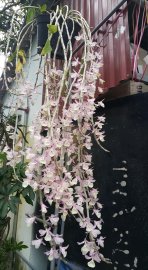 Hoa lan vườn nhà