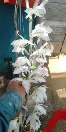 Hoa lan vườn nhà