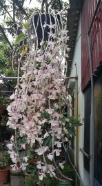 Hoa lan vườn nhà