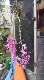 Hoa lan vườn nhà