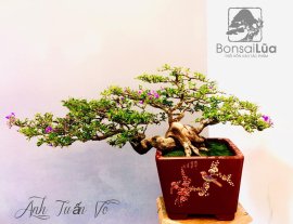 Linh sam hoa tím