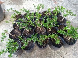 Quà tặng vườn cộng đồng