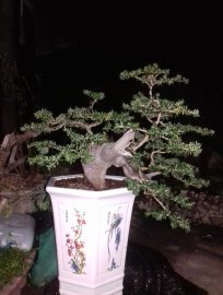 Chờ vài ngày nữa sẽ có hoa để ngắm rồi