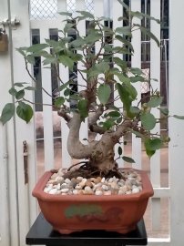 Hoa trái vườn nhà