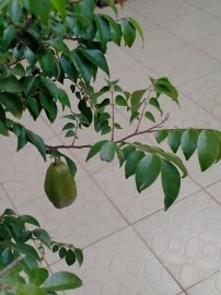 Hoa trái vườn nhà