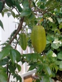 Hoa trái vườn nhà