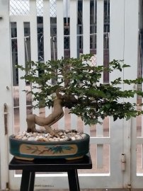 Hoa trái vườn nhà