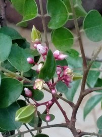 Hoa trái vườn nhà