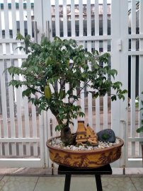 Hoa trái vườn nhà