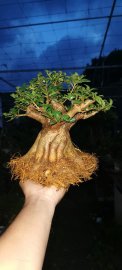 Cây dáng thiên nhiên nên ae đừng đòi hỏi chi cành chuẩn nhé