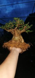 Cây dáng thiên nhiên nên ae đừng đòi hỏi chi cành chuẩn nhé