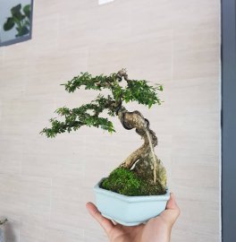 Linh Sam vườn cộng đồng