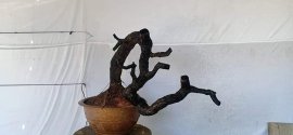Cẩm thị sống khoẻ.  ..  giao lưu anh em...