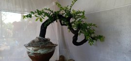 Cẩm thị sống khoẻ.  ..  giao lưu anh em...