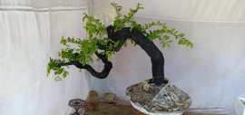 Cẩm thị sống khoẻ.  ..  giao lưu anh em...