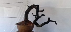 Cẩm thị sống khoẻ.  ..  giao lưu anh em...