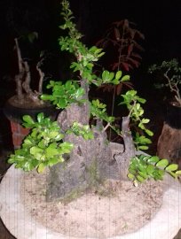 Cẩm thị khoe anh em