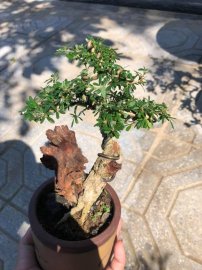 Linh sam mini vườn cộng đồng