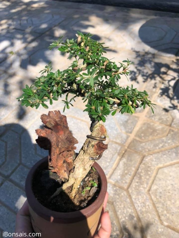 Linh sam mini vườn cộng đồng