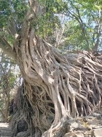 Về với thiên nhiên hoang dã Daklak
