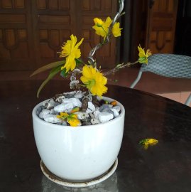 Tết quanh năm