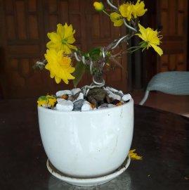 Tết quanh năm
