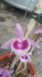 Lại được ngắm hoa