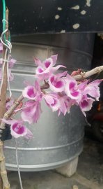 Lại được ngắm hoa