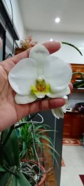 Cùng nhau chiêm ngưỡng những bông hoa đẹp mê hồn