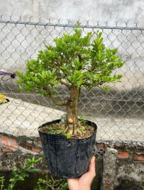 Linh sam dáng trực, thay cái chậu là đẹp