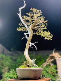 Linh sam chụp đêm khoe cả nhà