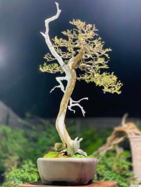 Linh sam chụp đêm khoe cả nhà